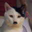 Kitler