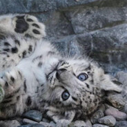 一般路过笨蛋狐狸