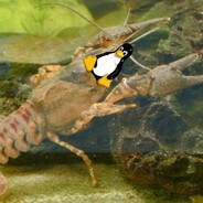 Orconectes linuxus