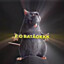É O RATÃO