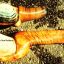 Geoduck