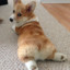 Corgi