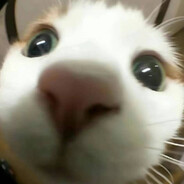 战斗糕手胡图图