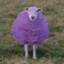 ilovepurplesheeps