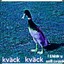 sweddish duck