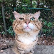 ᴋᴏᴛ ʜᴏᴄᴏᴋ ツ