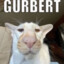 Gurbert
