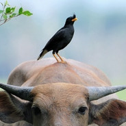 หยุดทีชนะไม่หยุดเลย