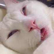 Meow