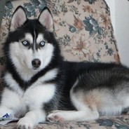 Big Avatar