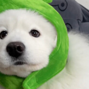 青青草原扛把子