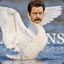 Swan Ronson