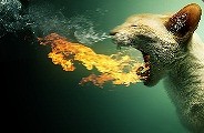 Cat-455 - steam id 76561197964518175