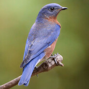 BlueBirrb avatar