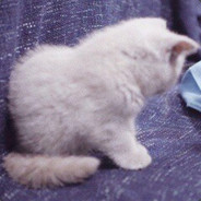 已所难渡何以渡人