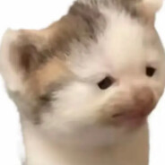 一米九氛围感帅狗