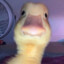 goose rushing for slippers