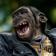 писечка какашечк