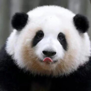 成都大熊猫