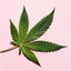 CANNABIS