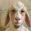 Narcis Injectoru