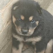 天下第十一企业