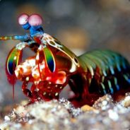 Vicious and Delicious