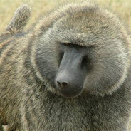 baboon