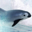 HUMPback Vaquita