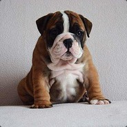 522394493