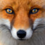 NotUrFox