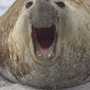 Dusty