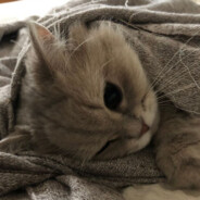 фундук