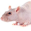 rata lampiña