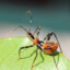 Assassin Bug