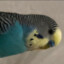 Peki