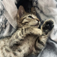 kubik_rubik - steam id 76561199796221130