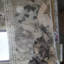 jiaojiao