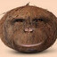 Cornelius Coconut