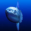 sunfish enthusiast