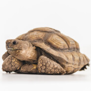 TortugaPeek avatar