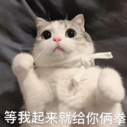 喵喵拳拳拳到肉