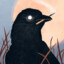 Mr.Crow