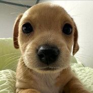 glupi dog - steam id 76561198871672369