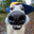 McGibblitz2631