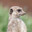 Dodo