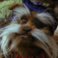 sir didymus