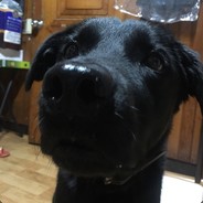 puppydanggeun