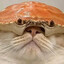 Avatar of ????ϟ "IT'S A CRAB!".????⋆｡˚