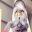 nice cat